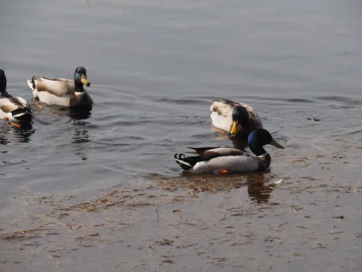 Kalmthoutse Heide, Kalmthout (België)